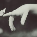 butterflies